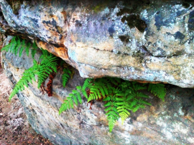 Kapradí "Svatojánské"...