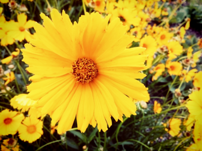 "Sluníčka" na Zemi