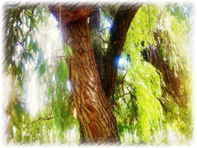 Povím ti, vrbo tajemství...