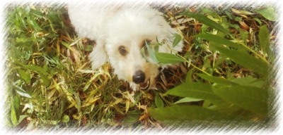 Směju se, je přece léto...