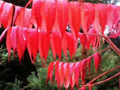 Zmoklé prádlo, aneb říjnová revoluce