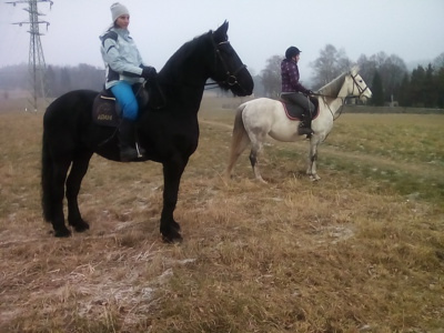 Fríský kůň nám v mlze i zapózoval