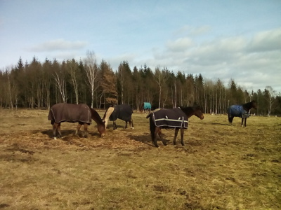 Přehlídka zimních autfitů koníčků z Vratislavic.