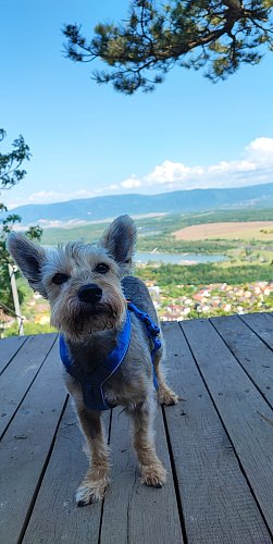 Za odvahu chci pamlsek...