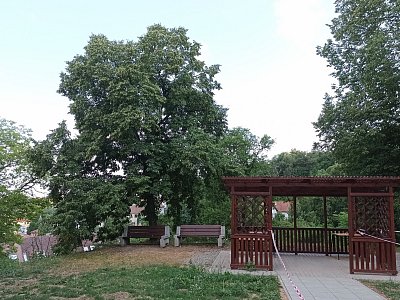 Ve stínu lípy
