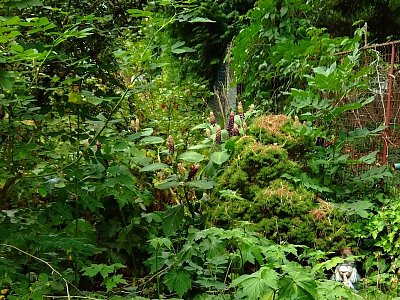 Kvetoucí Líčidlo jedlé *