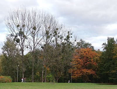 V lázeňském parku