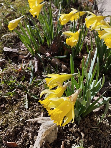 narcisky
