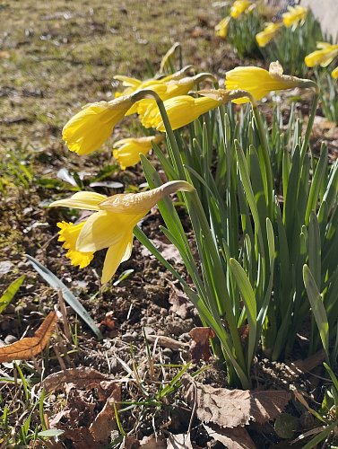 narcisky