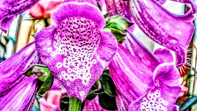 Digitallis, léčivka na srdce