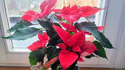 Zalít kytky a jde se na salát