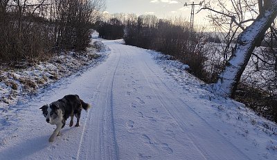 Dnešní ráno s paní psovou