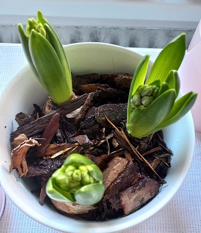 Už se těším až vykvetou