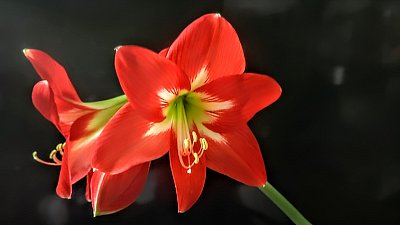Krása a radost