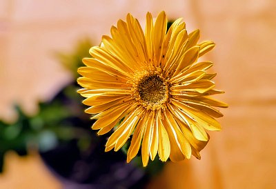 Gerbera
