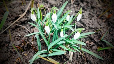 Něžná předzvěst jara