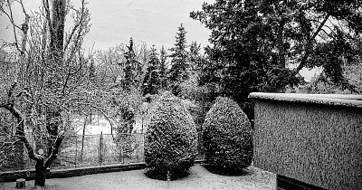 2x cypřiš a zídka