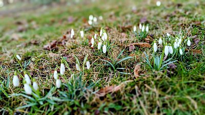 Moje první nesmělé letošní :-) *