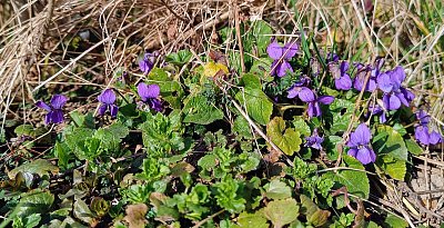 Dárek přírody k MDŽ :-) *