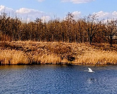 Vzlet labutě - výřez momentky v úžasu *