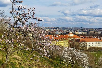 Za rozkvetlými mandloněmi na Petřín*