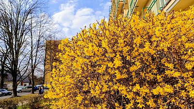 U nás v půli března :-)