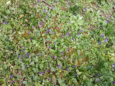 Rozkvetlé fialky před domem