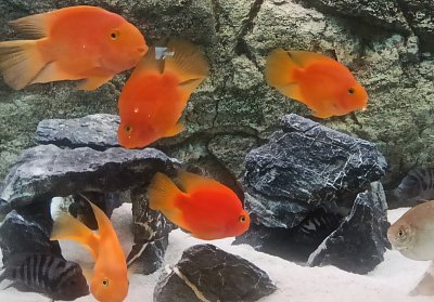 Rybičky v akváriu
