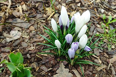 K jaru patří šafrány