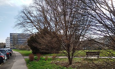 Lavička před habrem časně ráno