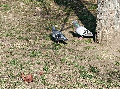 Vrků, vrků...ne,ne, bolí mě v krků