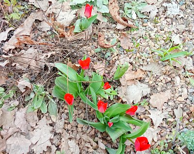 Kvetoucí tulipány v Klamovce