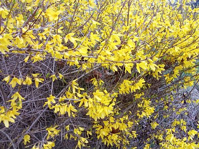 Zlatice kvete u stanice autobusu