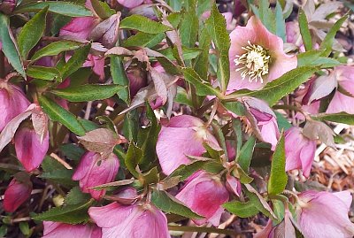 Čemeřice v růžové