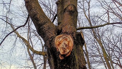 "Dřevografika" /zabolelo, zaujalo...