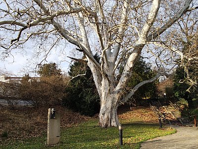 Pomníček v parku *