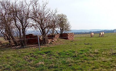 Koně Převalského na Dívčích hradech
