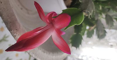 Bacha, Adéla ještě nevečeřela...