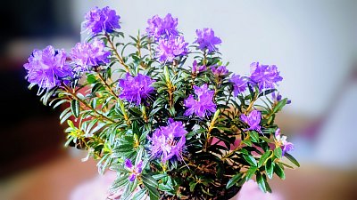 Modré /skoro/pondělí