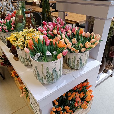 Natrhám Ti, časně k ránu, plnou náruč tulipánů...*