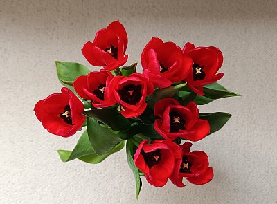 Přiletěly z Holandska a přejí všem krásnou sváteční neděli ;-)