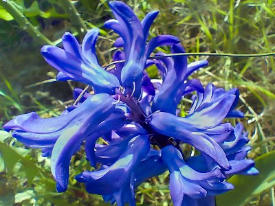 Hyacint modrý*