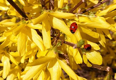 Žlutá "záplava" ....