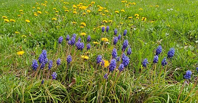 Veselo v trávě u chodníku *