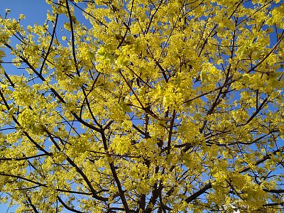 Javor mléč v plném květu