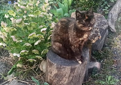 Naše kočka Rampepurda