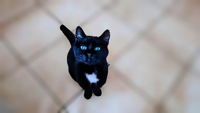 Královské dělení