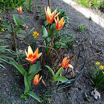 Květina našich zahrádek - tulipány