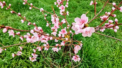 Broskvička se činí