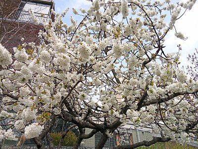Třešeň kvete u stanice autobusu před domem